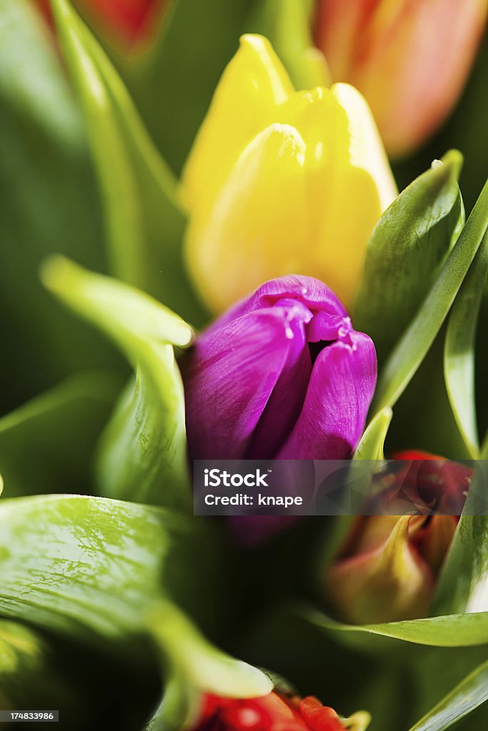 Primavera Tulipa bouquet - Royalty-free Arranjo Foto de stock