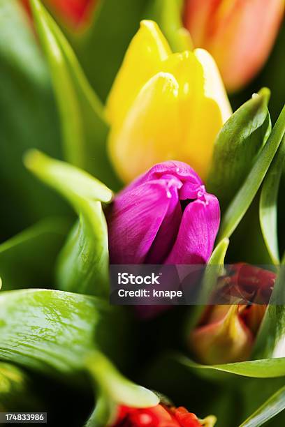 Primavera Tulipa Bouquet - Fotografias de stock e mais imagens de Arranjo - Arranjo, Beleza, Beleza natural