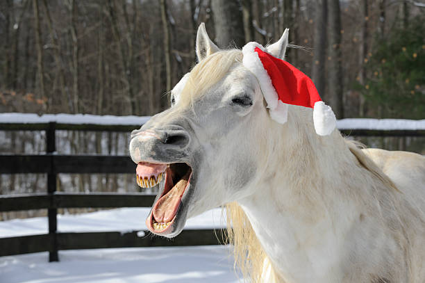 cavalo rir com santa natal chapéu - winter snow livestock horse imagens e fotografias de stock