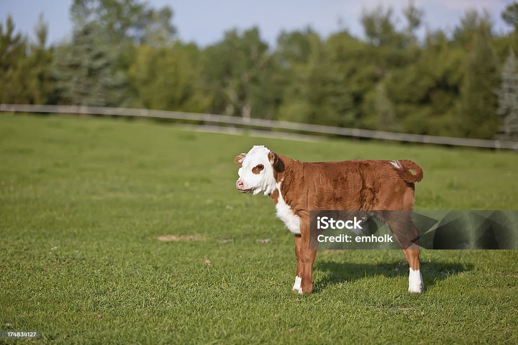 Hereford panturrilha em Pasture - Foto de stock de Animal royalty-free