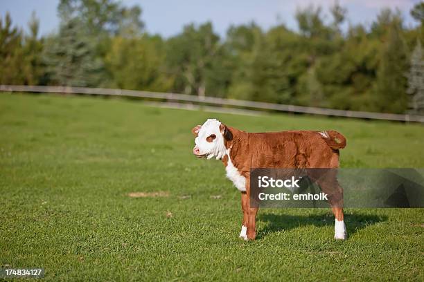 Foto de Hereford Panturrilha Em Pasture e mais fotos de stock de Animal - Animal, Animal de Fazenda, Bezerro