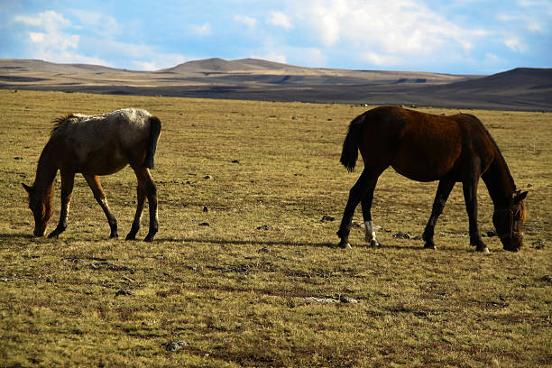 Wide meadow where two horses feeding