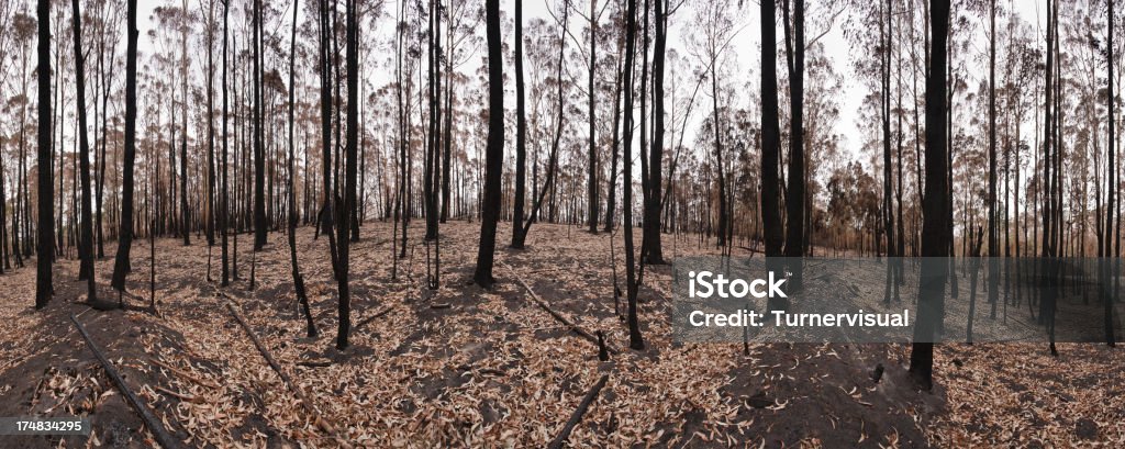 Pożar lasu następstwie - Zbiór zdjęć royalty-free (Klęska żywiołowa)