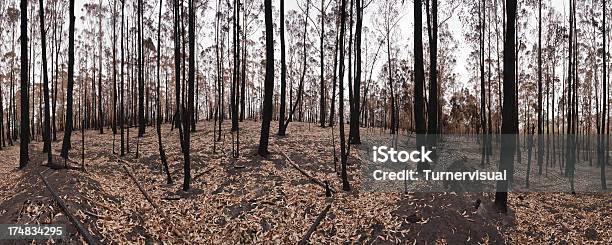 Pożar Lasu Następstwie - zdjęcia stockowe i więcej obrazów Klęska żywiołowa - Klęska żywiołowa, Pożar lasu, Australia
