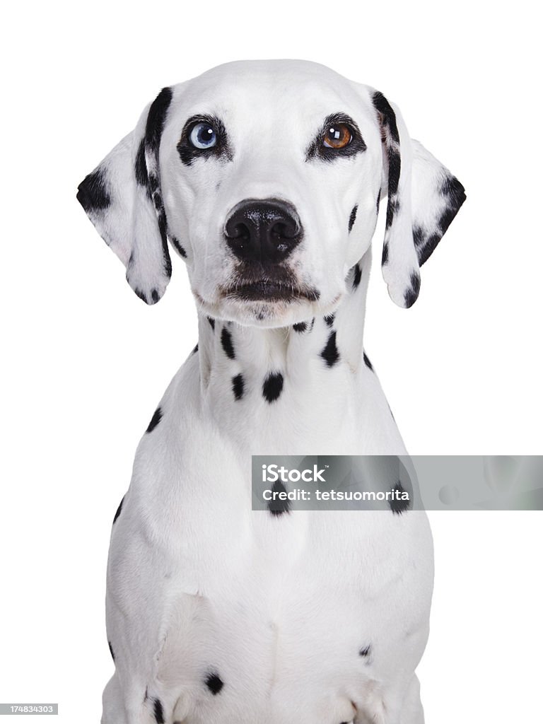 Dalmatian dog - Lizenzfrei Verschiedenfarbige Augen Stock-Foto