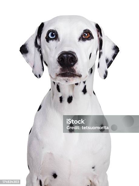 Dalmatian Dog Stockfoto und mehr Bilder von Verschiedenfarbige Augen - Verschiedenfarbige Augen, Hund, Dalmatiner