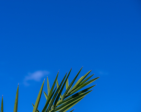 palm leaves against the blue sky in autumn