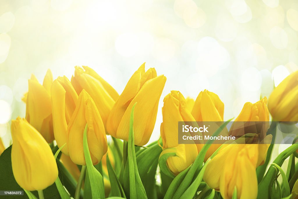 Gelbe Tulpen auf twinkled beleuchteten Hintergrund - Lizenzfrei Blatt - Pflanzenbestandteile Stock-Foto