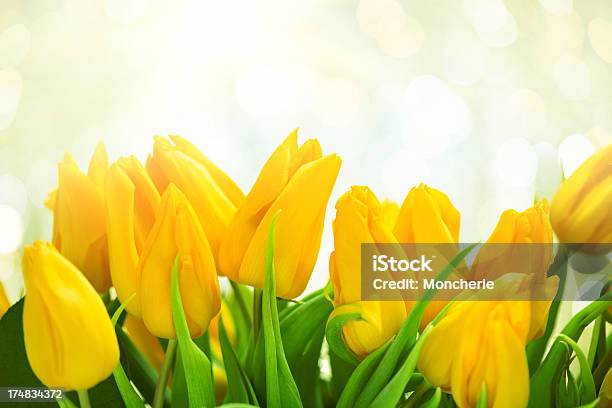 Gelbe Tulpen Auf Twinkled Beleuchteten Hintergrund Stockfoto und mehr Bilder von Blatt - Pflanzenbestandteile - Blatt - Pflanzenbestandteile, Blume, Blüte