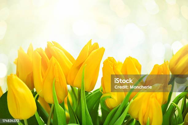 Foto de Tulipas Amarelas Em Twinkled Iluminação De Fundo e mais fotos de stock de Beleza - Beleza, Branco, Cabeça da flor