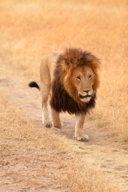 istock Male lion in Masai Mara 174834405