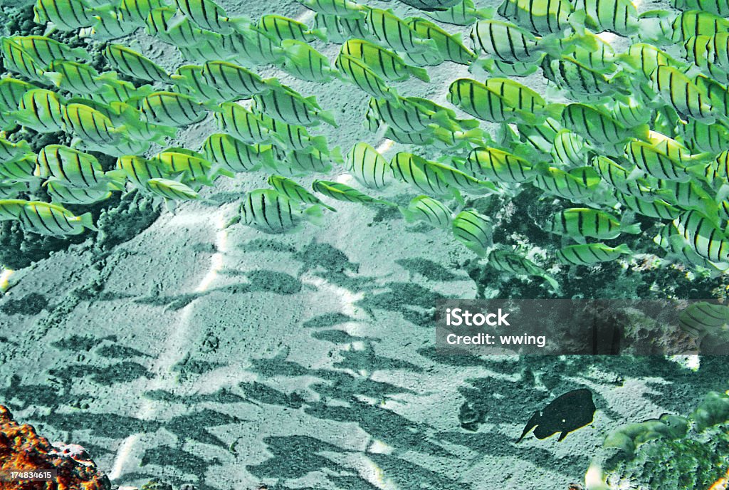 Peixe de condenações em Moorea - Foto de stock de Cardume de Peixes royalty-free