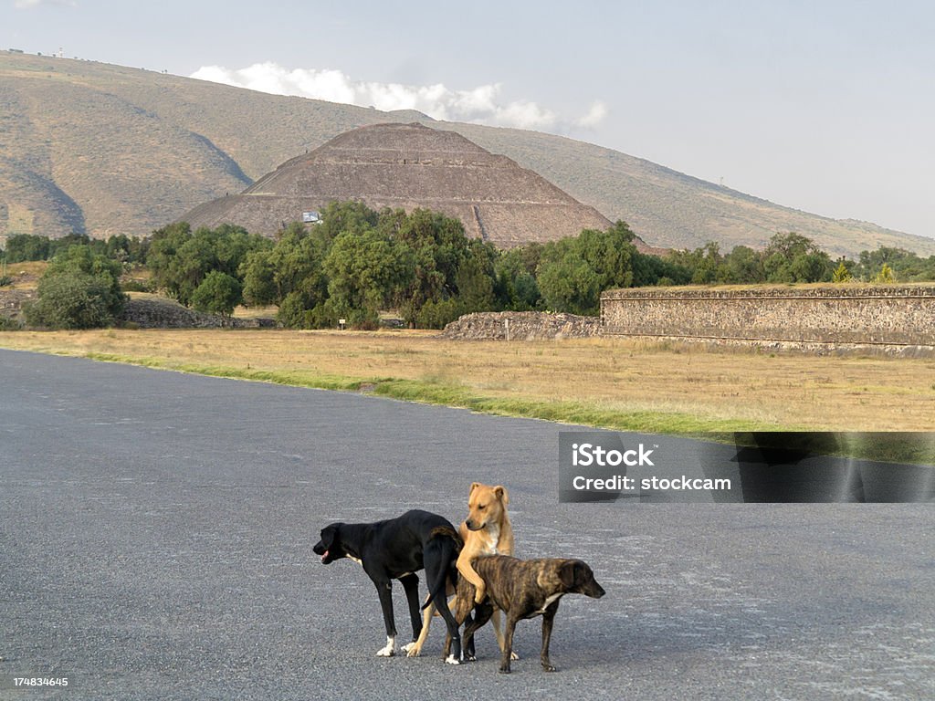 Piramida słońca w Teotihuacan Meksyk - Zbiór zdjęć royalty-free (Teotihuacan)