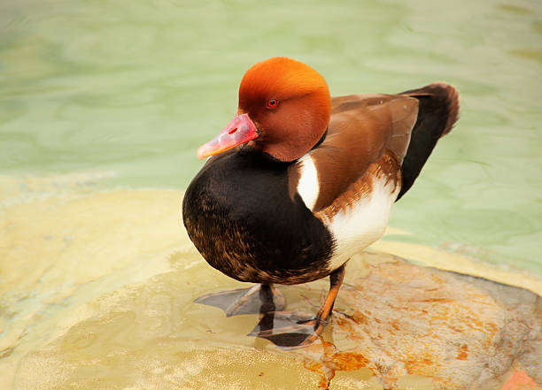 Red-Crested Pochard Red-Crested Pochard on a stone (Netta Rufina) netta rufina stock pictures, royalty-free photos & images