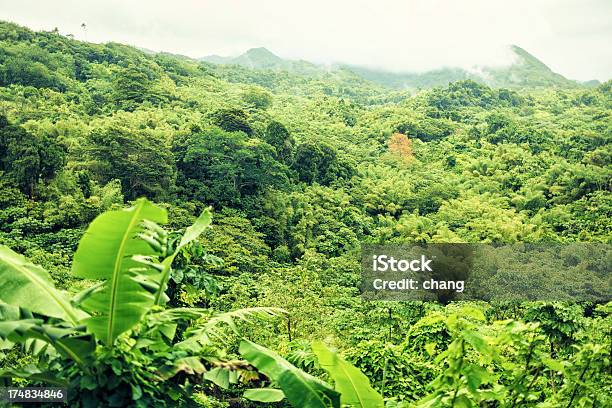 Bosque En Grenada Foto de stock y más banco de imágenes de Bosque pluvial - Bosque pluvial, Granada - Islas de Barlovento, Abundancia