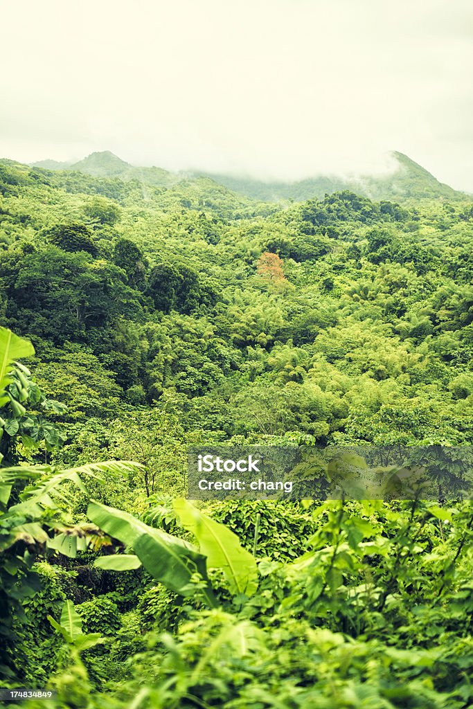 Foresta pluviale di Grenada - Foto stock royalty-free di Abbondanza
