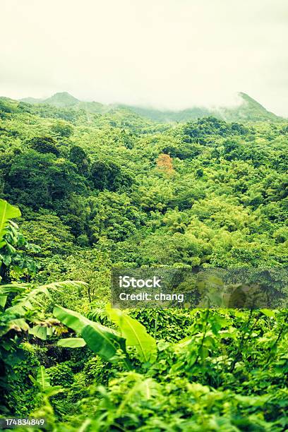 Foresta Pluviale Di Grenada - Fotografie stock e altre immagini di Abbondanza - Abbondanza, Albero, Ambientazione esterna