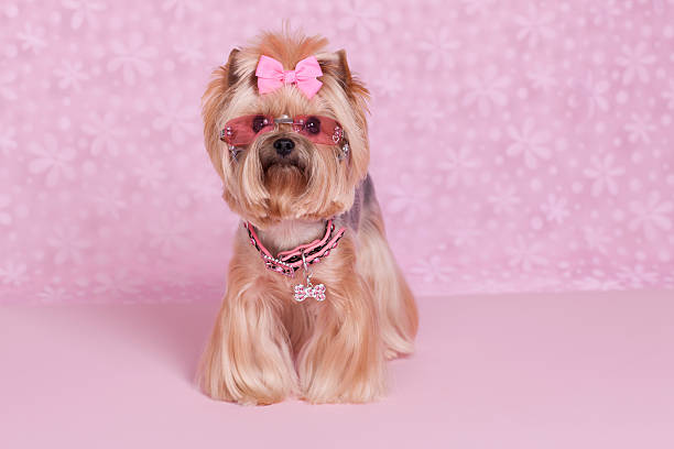 istock Yorkshire Terrier dog in sun glasses 174834898