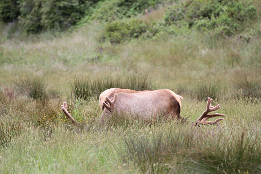 The Wapiti or Elk is the largest species in the deer family and one of the largest terrestrial animals in North America
