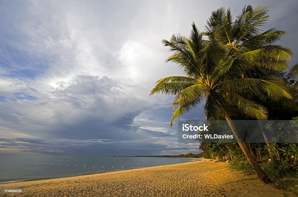 Littoral tropicale - Photo de Arbre libre de droits