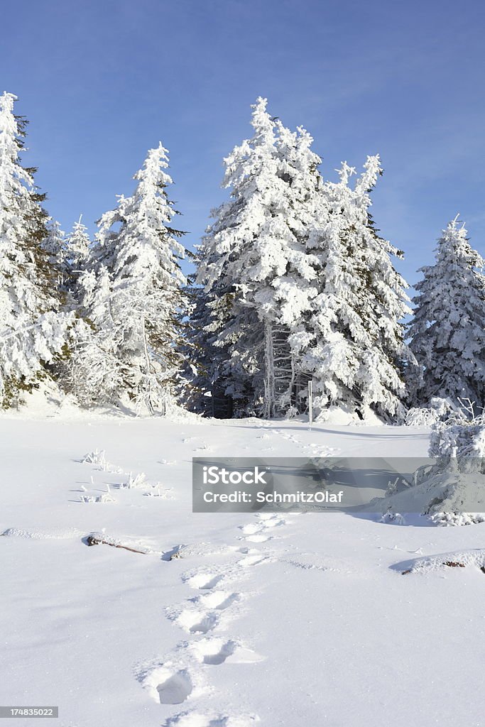 Paisagem de inverno com trail - Foto de stock de Azul royalty-free