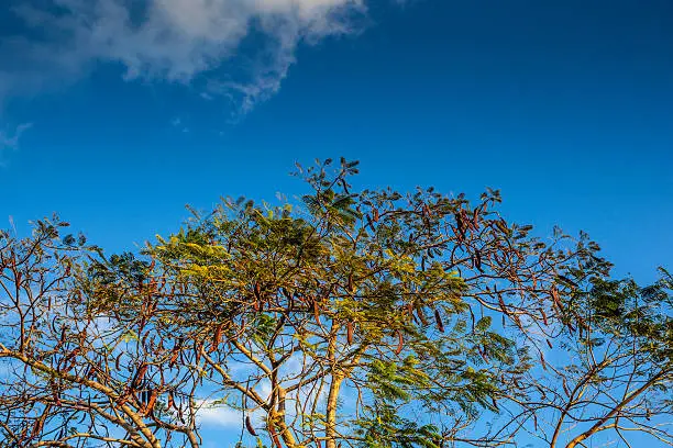 Photo of Tamarind tree