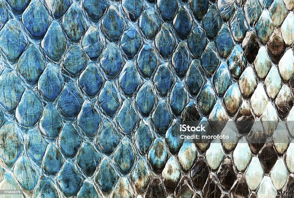 Голубой кожи - Стоковые фото Абстрактный роялти-фри