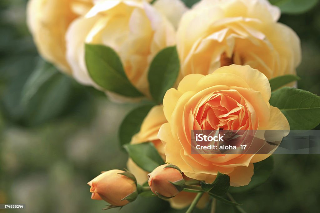 Yellow rose Blüten - Lizenzfrei Bildschärfe Stock-Foto