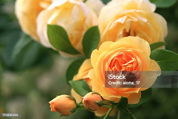 Yellow Rose Blüten Stockfoto und mehr Bilder von Bildschärfe - Bildschärfe, Blumenbeet, Blüte