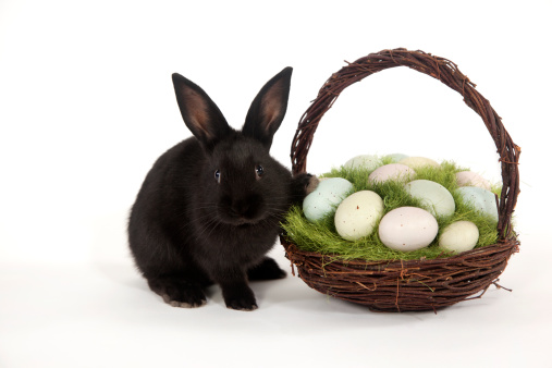 A young rabbit with basket full of Easter eggs.