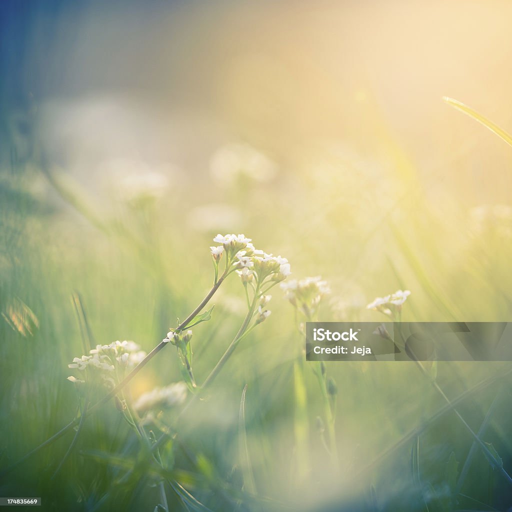 Fleur dans la lumière du matin - Photo de Fleur - Flore libre de droits