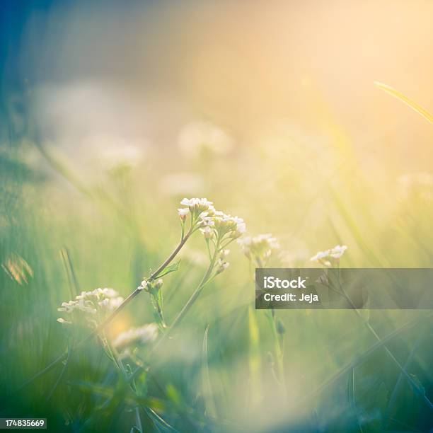 Photo libre de droit de Fleur Dans La Lumière Du Matin banque d'images et plus d'images libres de droit de Fleur - Flore - Fleur - Flore, Ton pastel, Agriculture