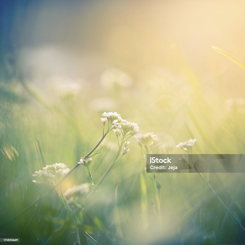 아이리스입니다 아침 단궤 - 로열티 프리 꽃-식물 스톡 사진