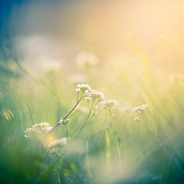 istock Flower in the morning light 174835669