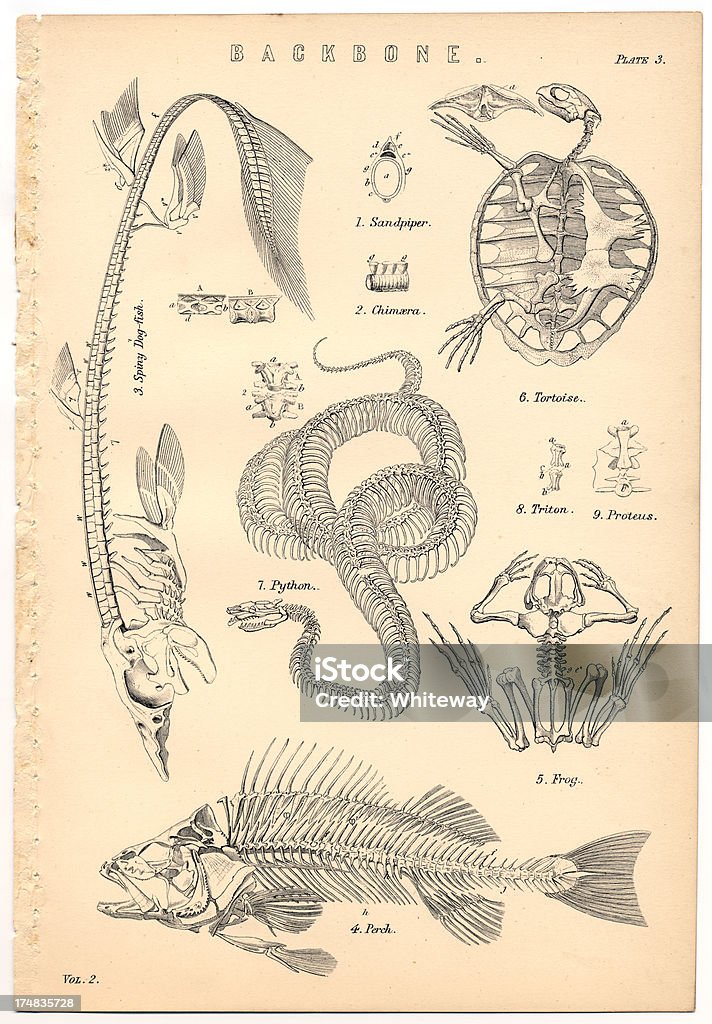 Vertebrates Five Animals With Backbones Illustration Stock Illustration - Download Image Now - iStock Vertebrates Five Animals With Backbones Illustration Stock Illustration - Download Image Now - iStock