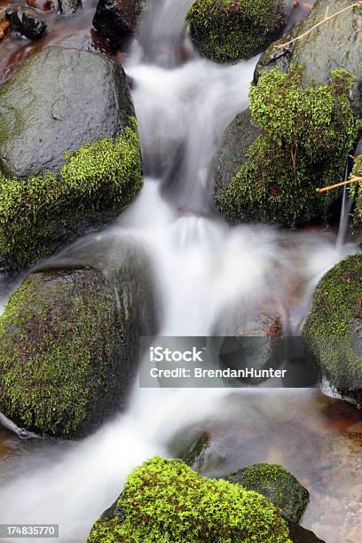 Foto de Musgo Cascade e mais fotos de stock de Arbusto - Arbusto, Borrifo, Bosque - Floresta