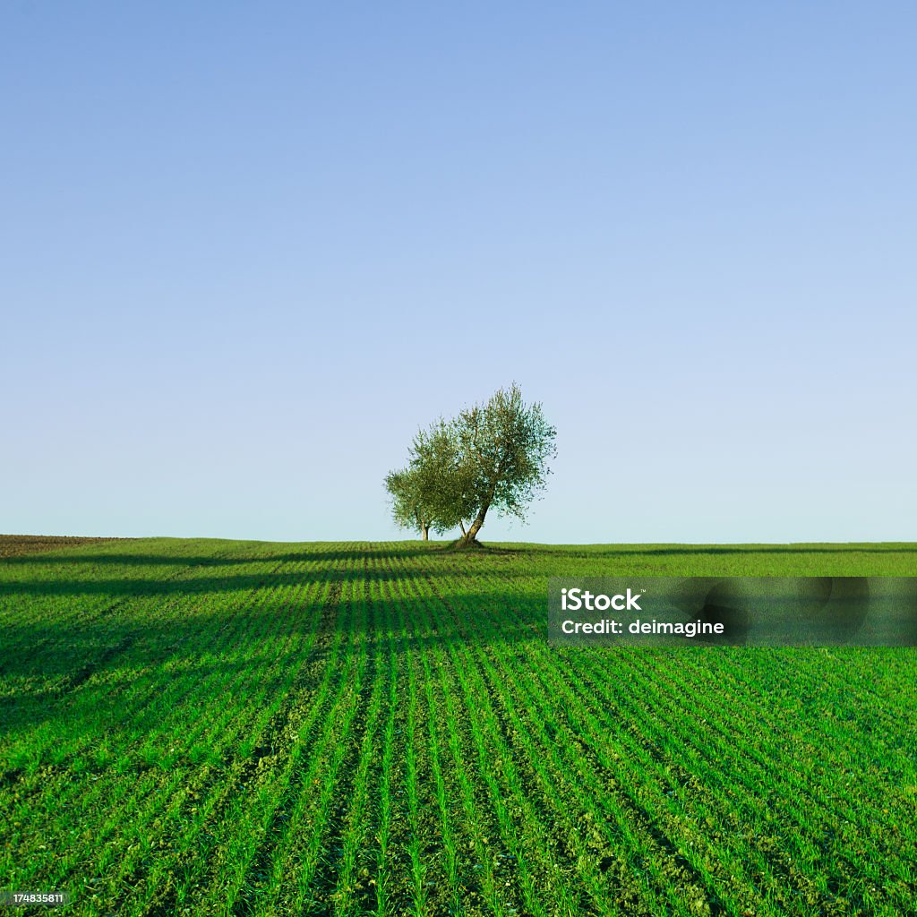 Árbol en campo Weat, resorte - Foto de stock de Aire libre libre de derechos