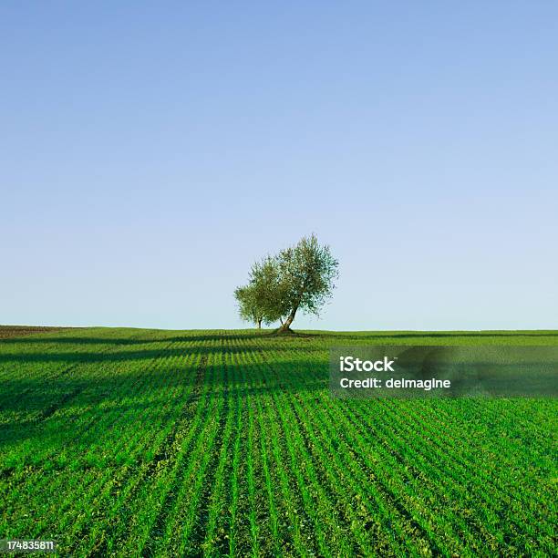 Árbol En Campo Weat Resorte Foto de stock y más banco de imágenes de Aire libre - Aire libre, Ajardinado, Campo - Tierra cultivada