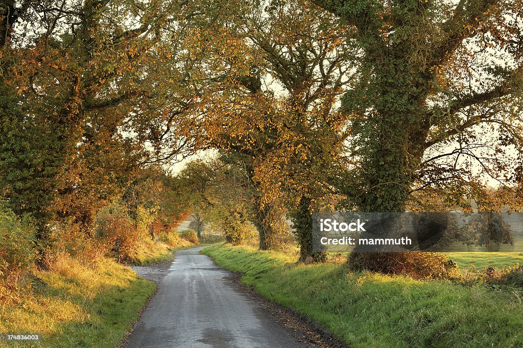 Route bordée d'arbres au coucher du soleil - Photo de Comté de Louth libre de droits