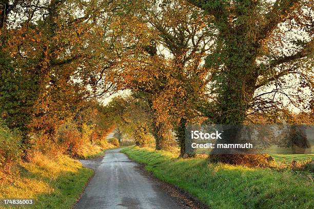 Photo libre de droit de Route Bordée Darbres Au Coucher Du Soleil banque d'images et plus d'images libres de droit de Comté de Louth - Comté de Louth, Arbre, Bordé d'arbres