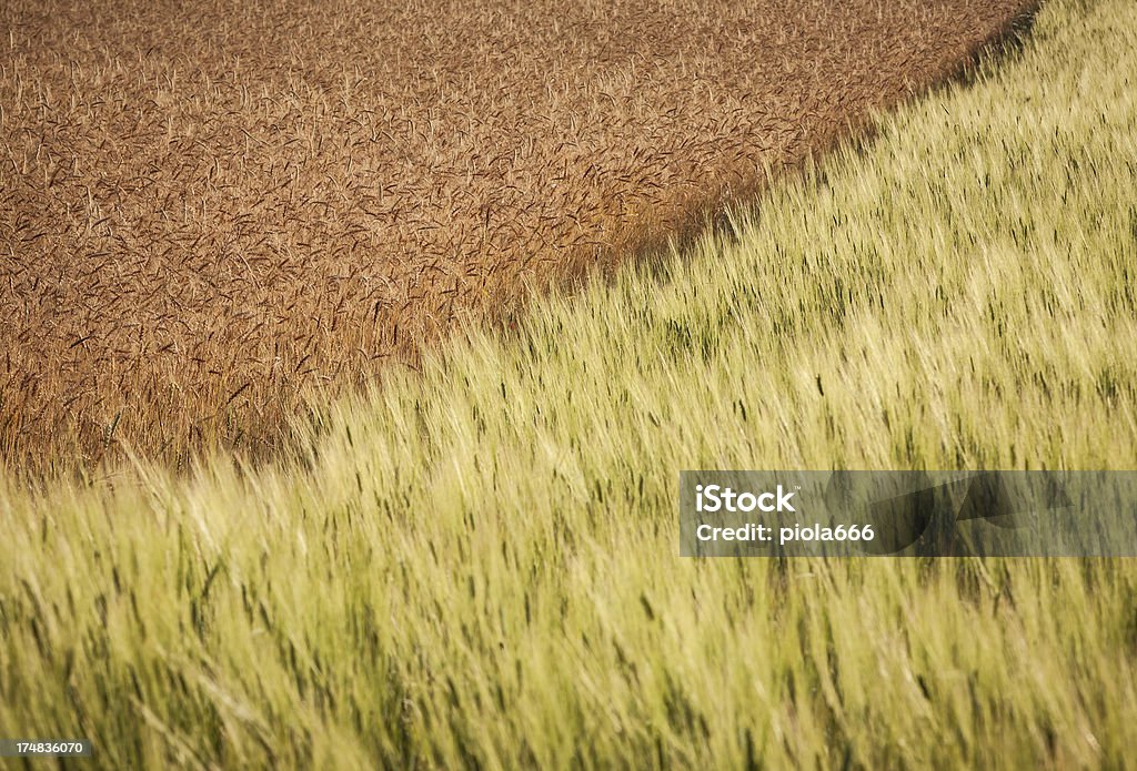Meadow: Mistura de trigo - Foto de stock de Agricultura royalty-free