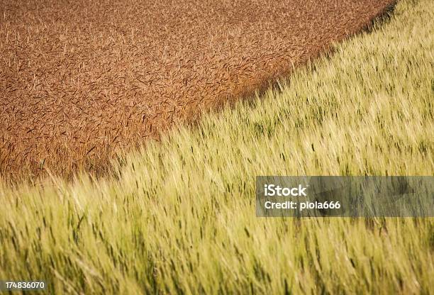 Foto de Meadow Mistura De Trigo e mais fotos de stock de Agricultura - Agricultura, Campo, Cena Rural