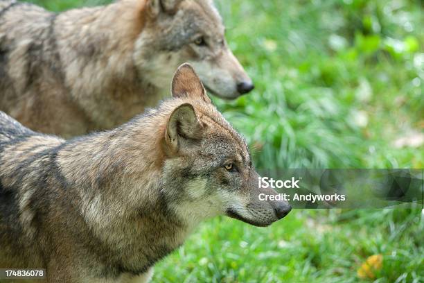 Two Eurasians Wolves Stock Photo - Download Image Now - Animal, Animal Wildlife, Animals In The Wild