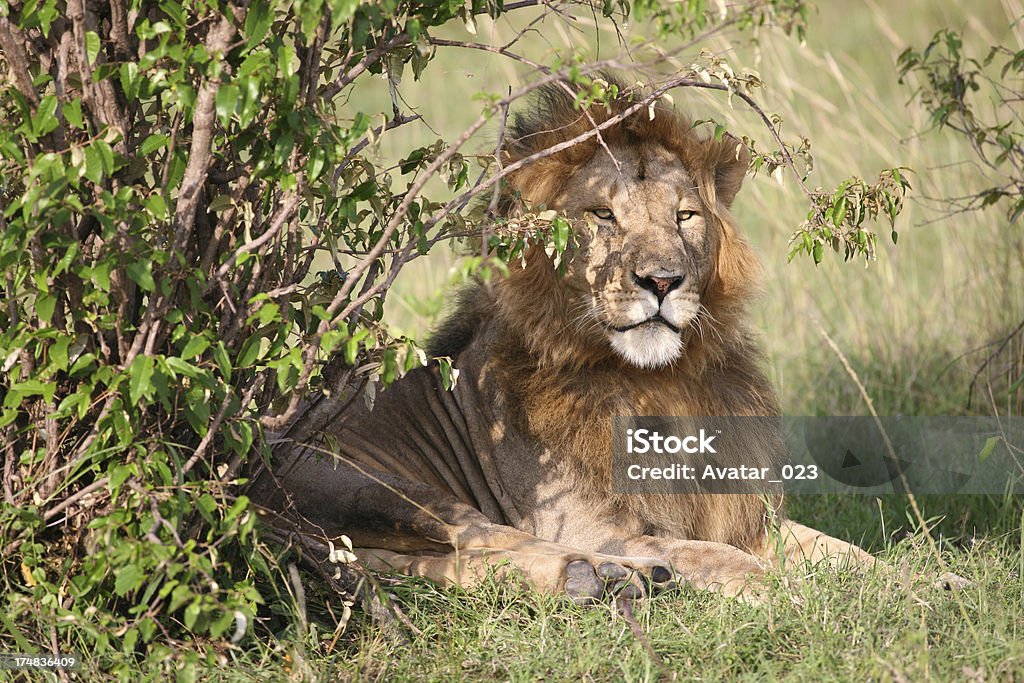 leone - Foto stock royalty-free di Africa