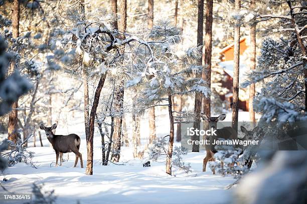 Tres Invierno Deer Foto de stock y más banco de imágenes de Cervato - Cervato, Cierva, Ciervo de cola blanca