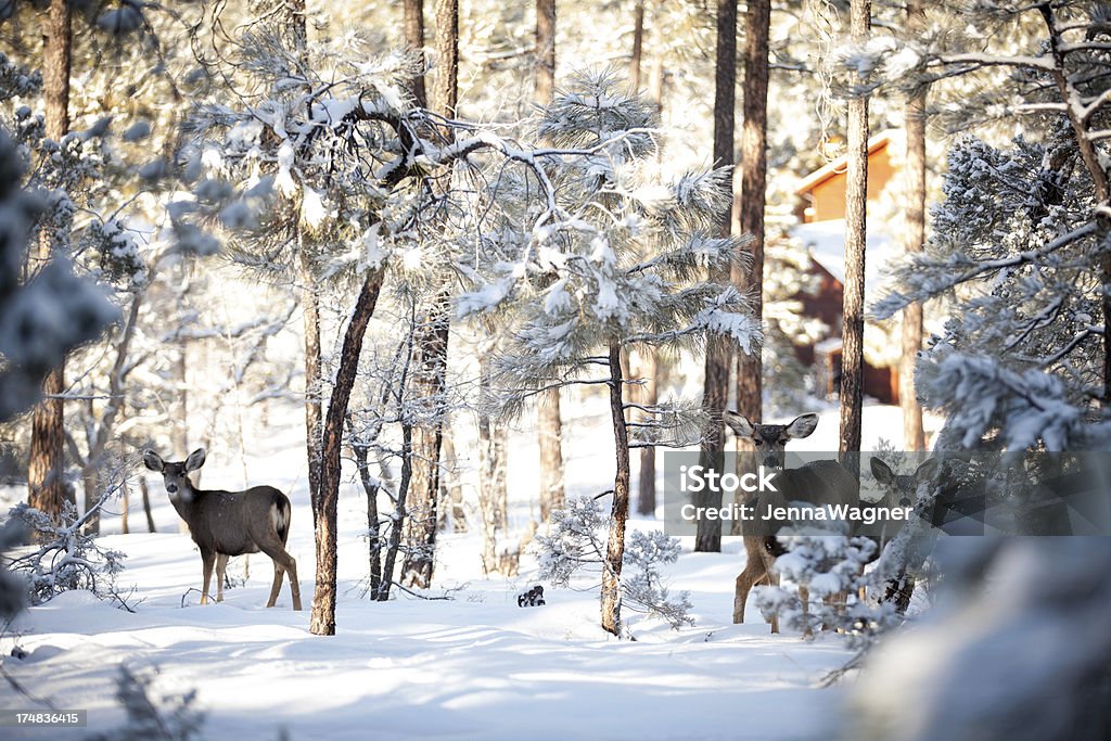 Trois hiver Deer - Photo de Biche libre de droits