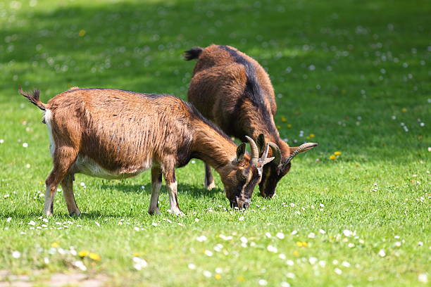 istock two goats on green meadow in spring 174836503