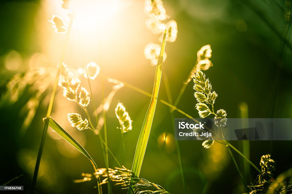 Prado con luz del sol - Foto de stock de Abril libre de derechos