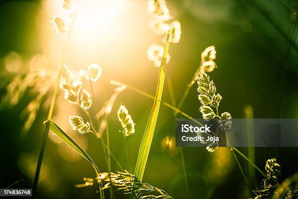 Łąka Z Światło Słoneczne - zdjęcia stockowe i więcej obrazów Bez ludzi - Bez ludzi, Dzień, Dziki kwiat