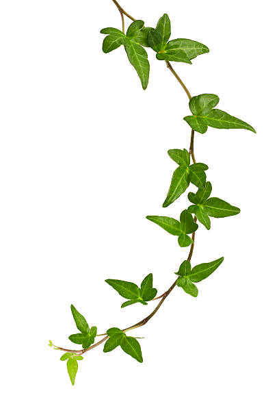 lierre plantes. - ivy leaf photos et images de collection